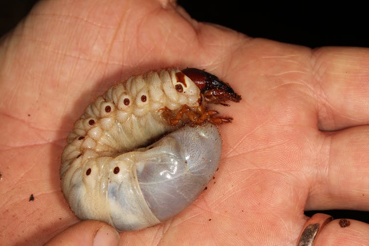 Как выглядит личинка фото Как выглядит личинка фото