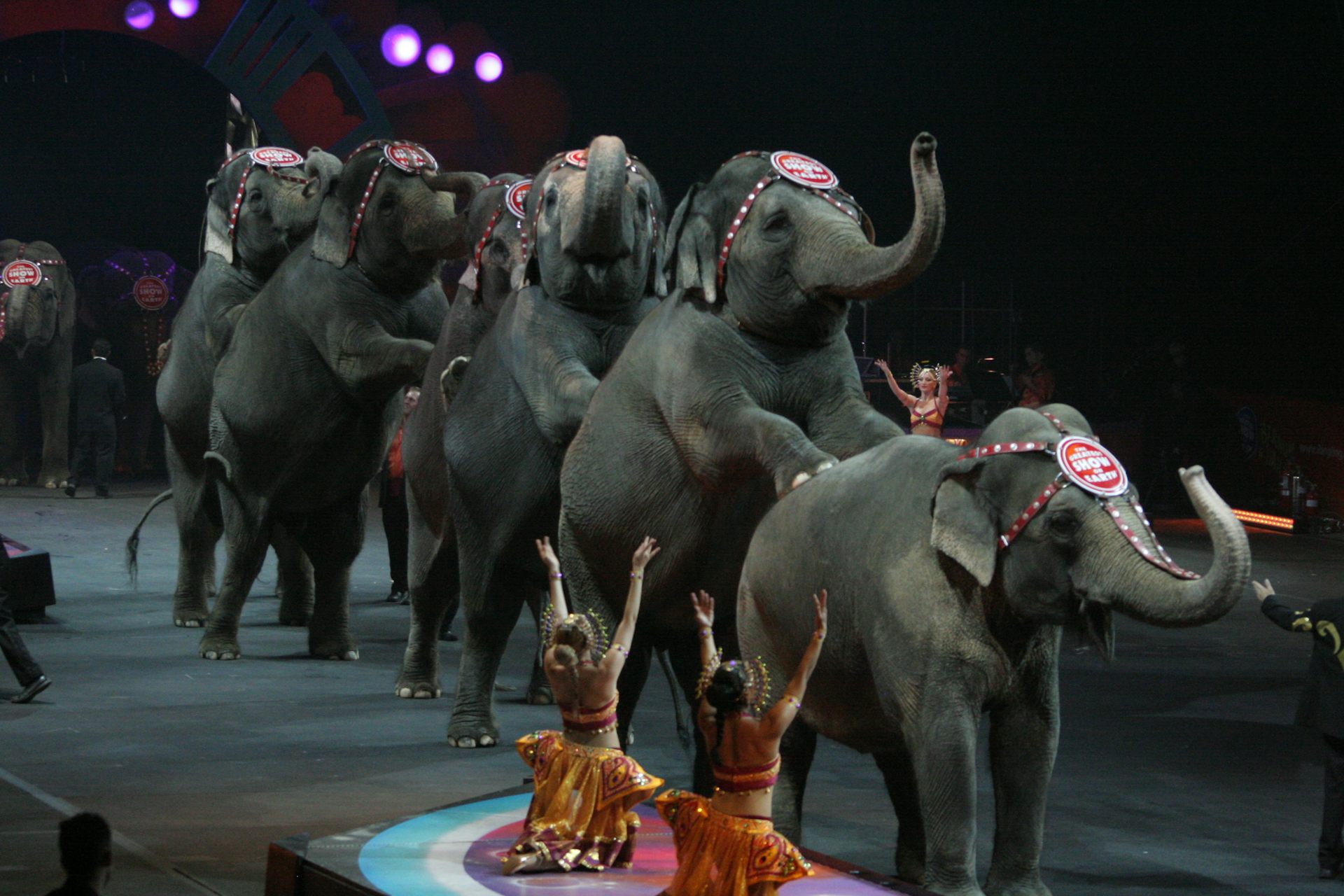 circus animal s