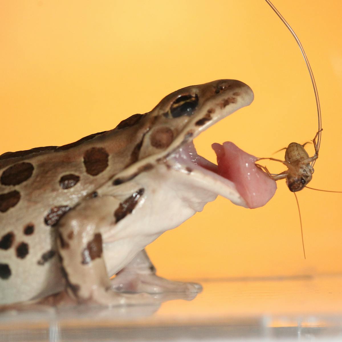 The frog tongue is a high-speed adhesive