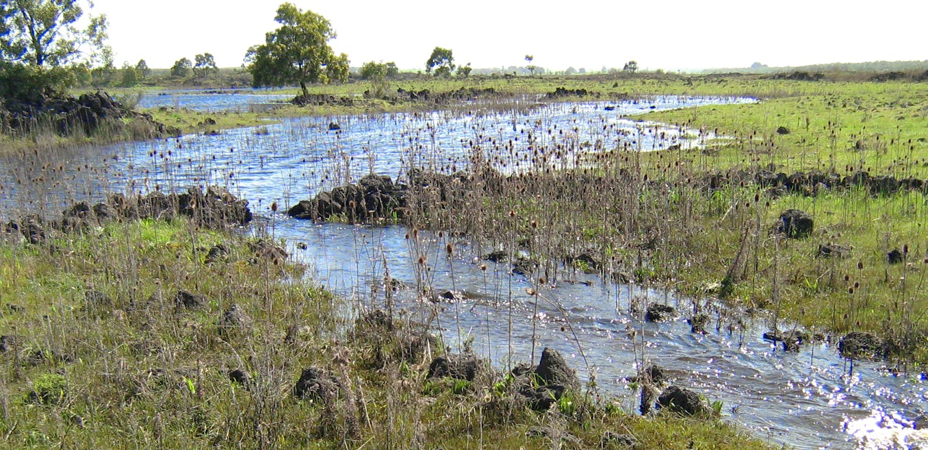 The detective work behind the Budj Bim eel traps World Heritage bid