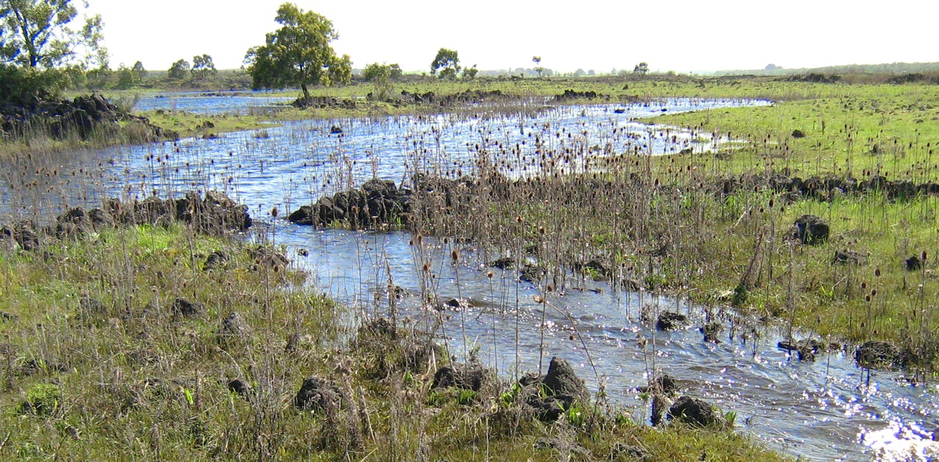 The detective work behind the Budj Bim eel traps World Heritage bid