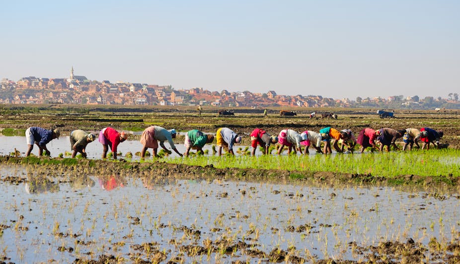 How farmers in Africa are finding ways to sustainably use wetlands