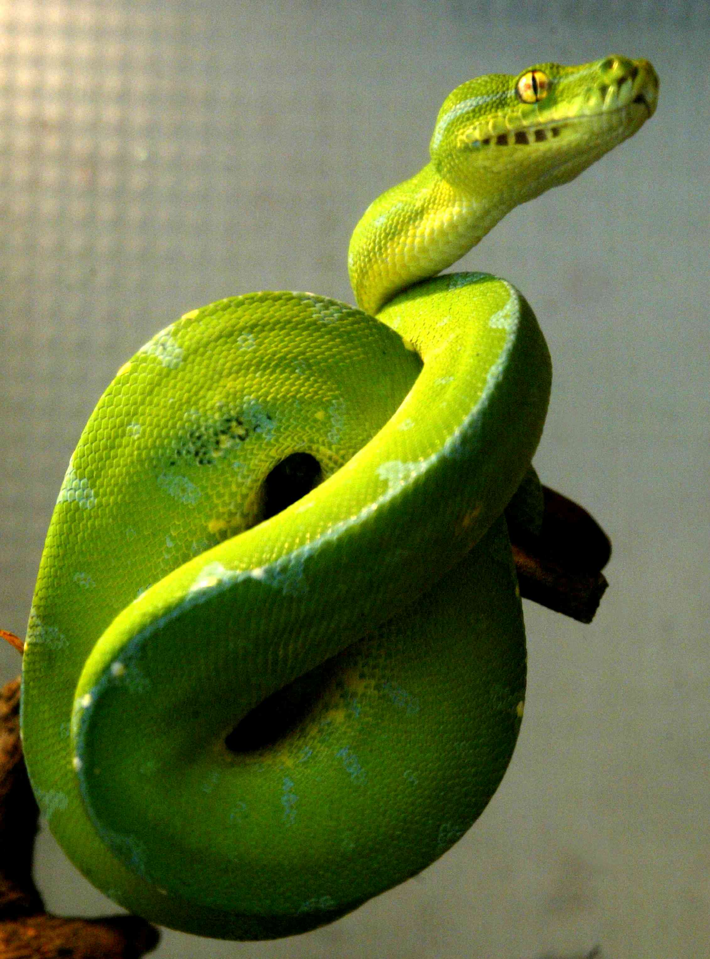 Trading in extinction: how the pet trade is killing off many animal species