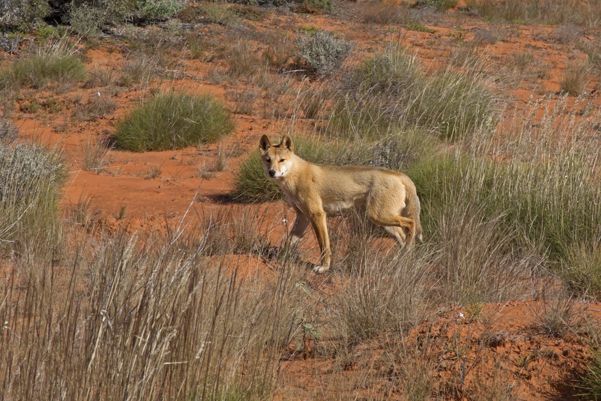 A wolf in dogs' clothing? Why dingoes may not be Australian wildlife's