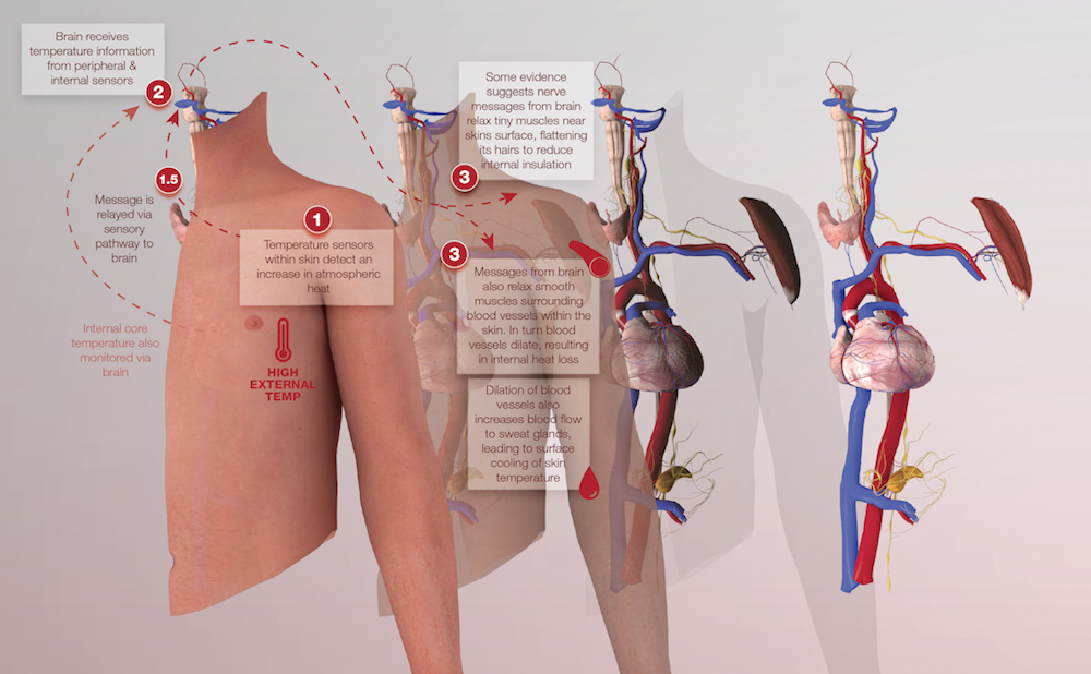 Health Check Do Cold Showers Cool You Down Health Check Do Cold Showers Cool You Down