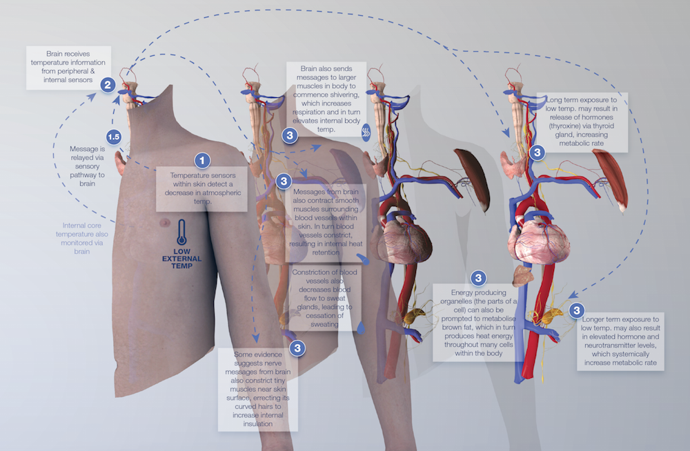Health Check Do Cold Showers Cool You Down Health Check Do Cold Showers Cool You Down