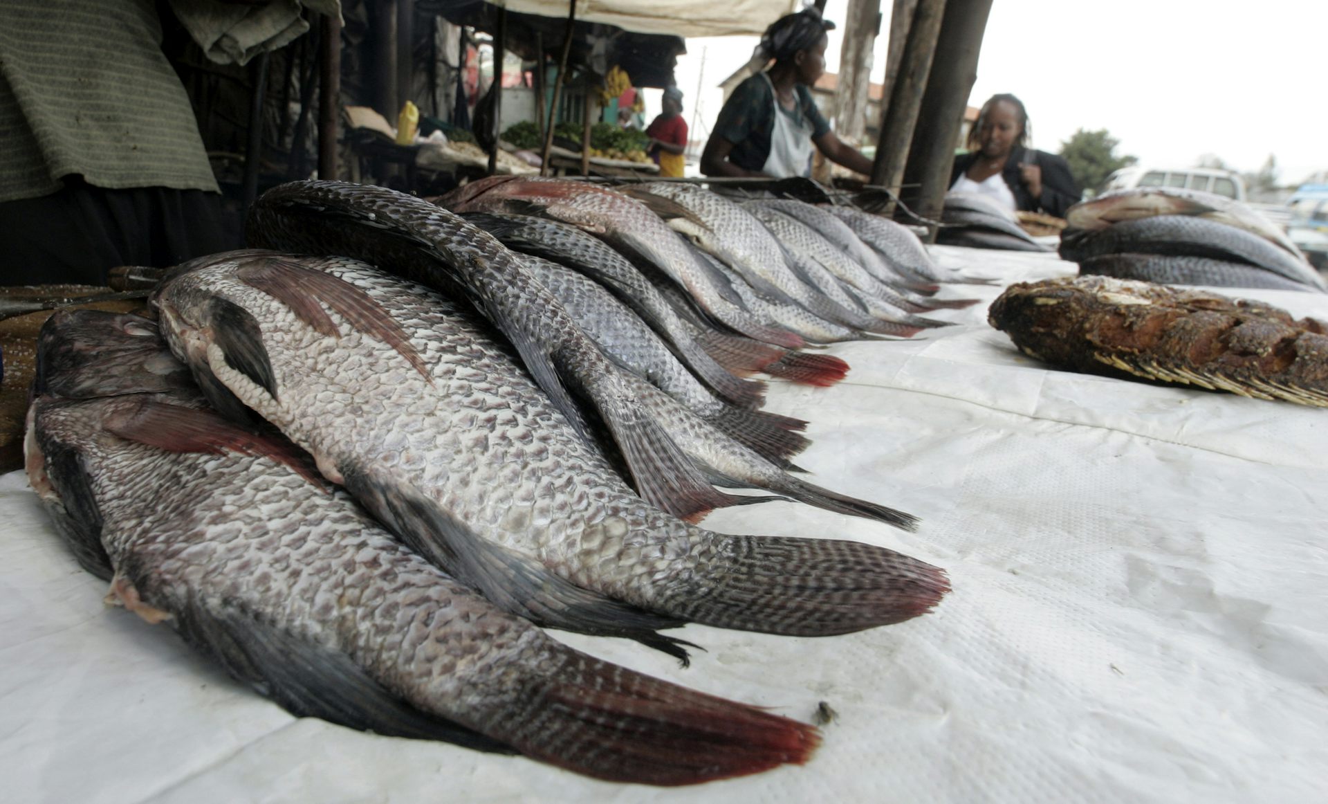 Finding ways to double tilapia production in Tanzania without doing damage