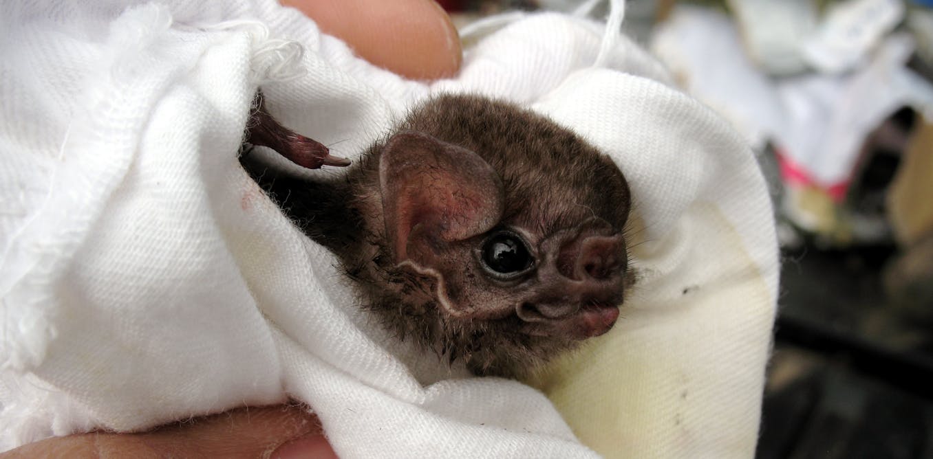 How we discovered the vampire bats that have learned to drink human blood