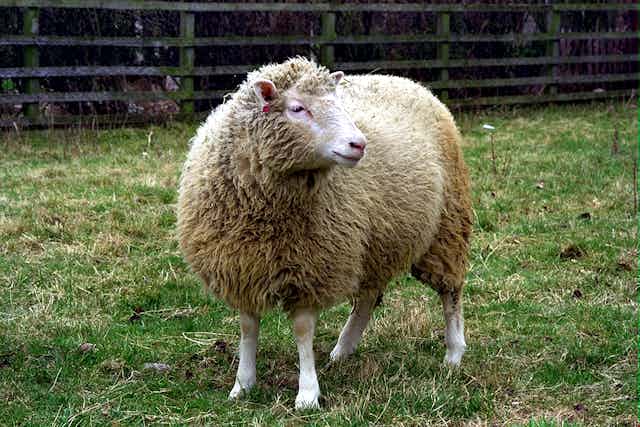 cloning process of dolly the sheep