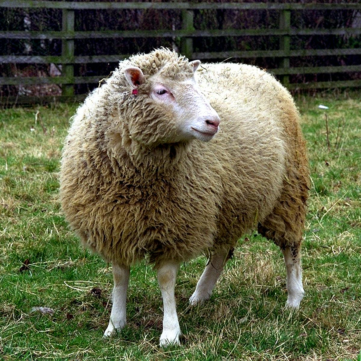 Years After Dolly Everything You Always Wanted To Know About The Cloned Sheep And What Came Next Years After Dolly Everything You Always Wanted To Know About The Cloned Sheep And What Came Next
