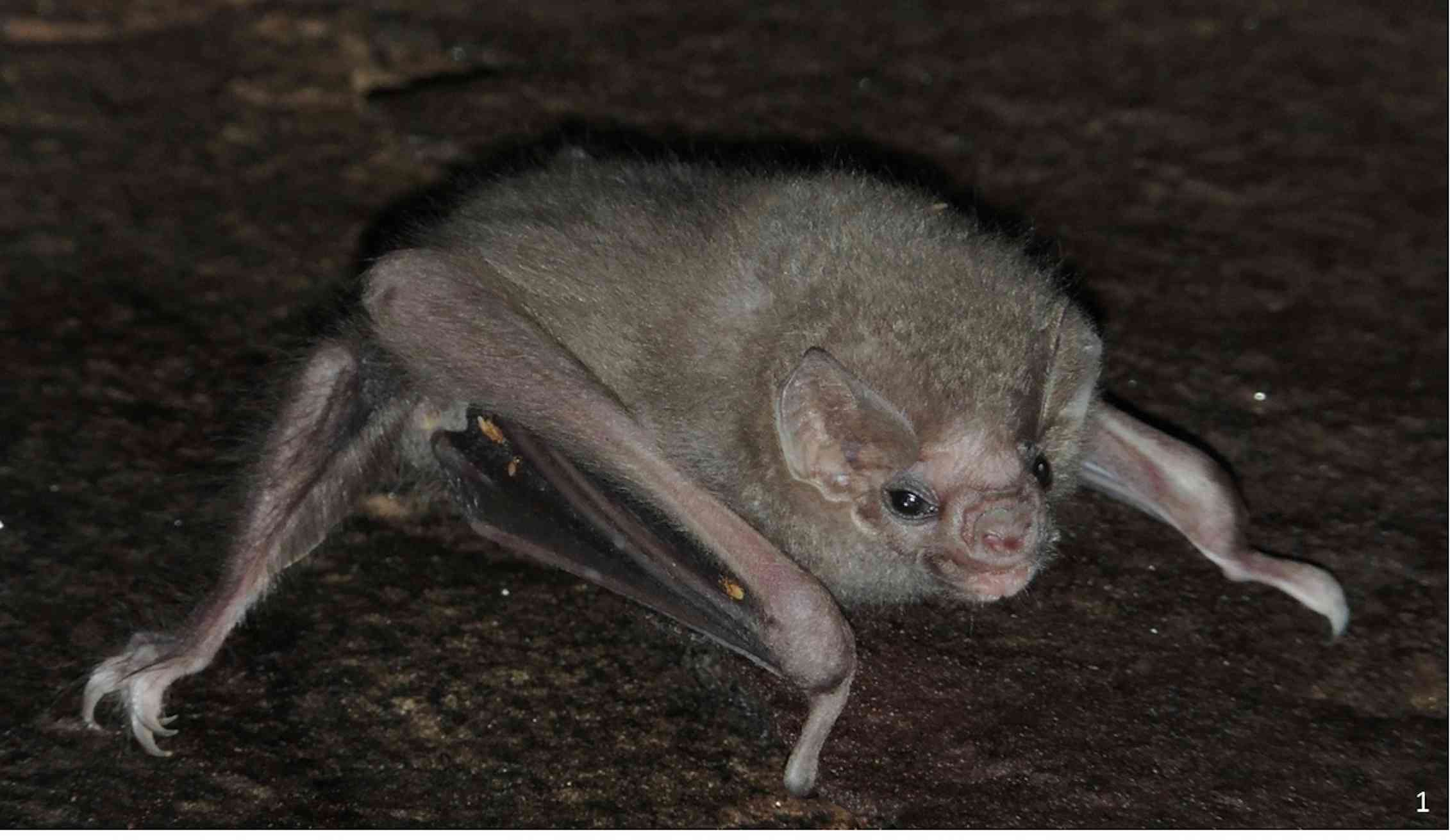How we discovered the vampire bats that have learned to drink human blood