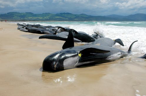 What Causes Whale Mass Strandings This isn't the first time mass whale strandings have. what causes whale mass strandings