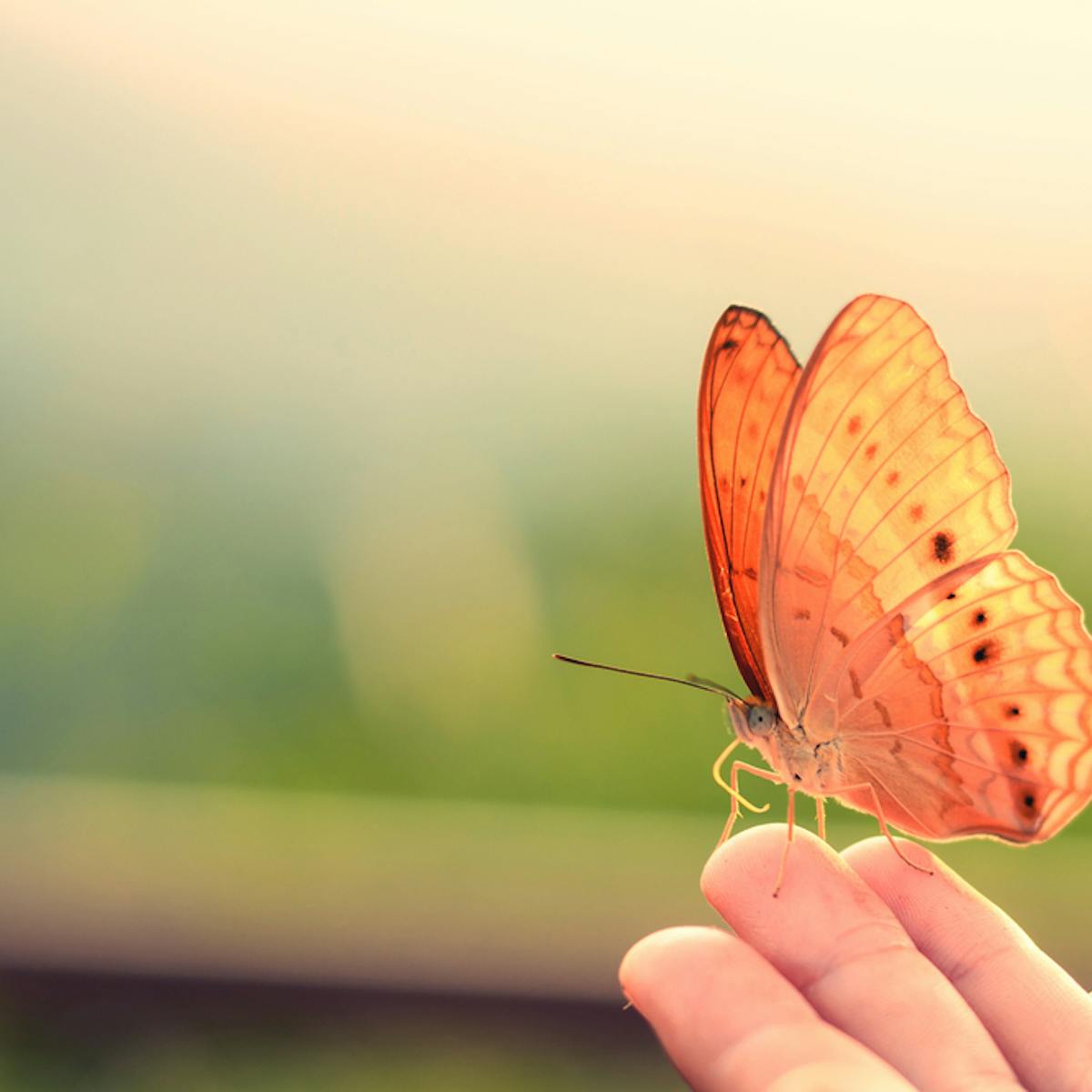 Explainer Why Do We Get Butterflies In Our Stomachs