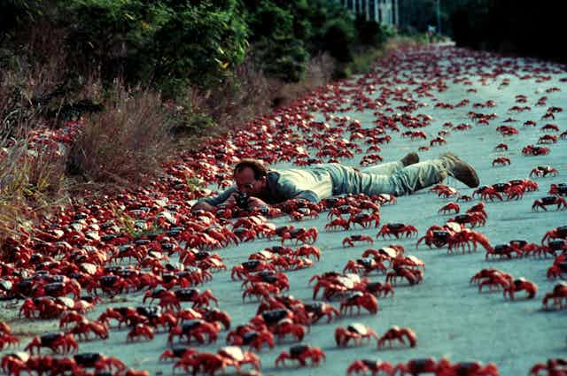 Speaking With Peter Green On Saving The Christmas Island Red Crab Speaking With Peter Green On Saving The Christmas Island Red Crab