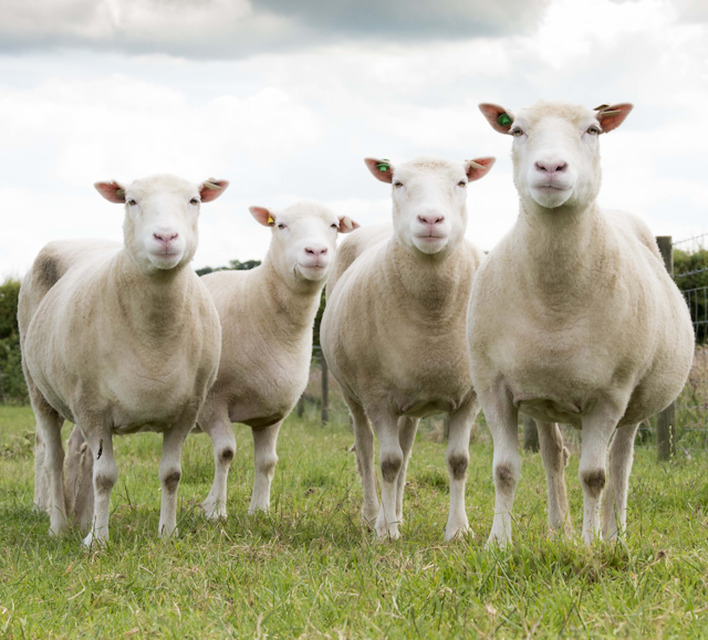 More lessons from Dolly the sheep: Is a clone really born at age zero?