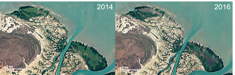 Red Sea mangroves fight back in the face of global decline