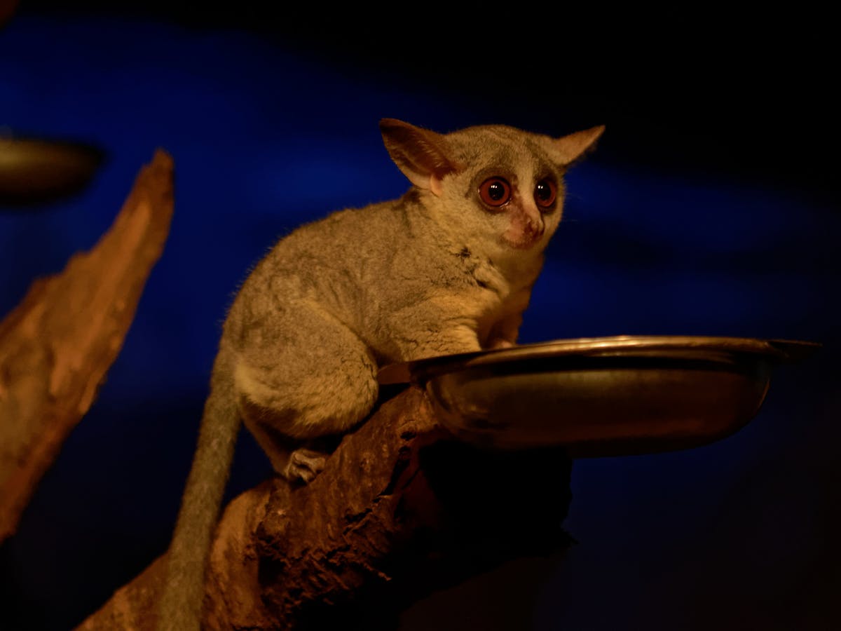 The Bushbaby Family Just Got A New Member Here S How We Identified It The Bushbaby Family Just Got A New Member Here S How We Identified It