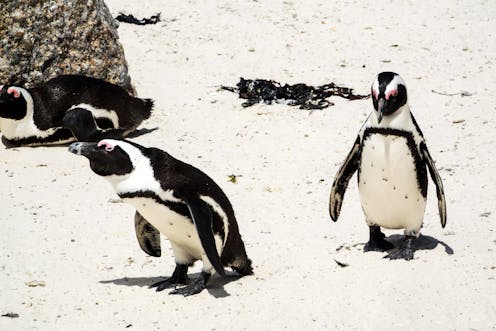 african penguin research paper My research focused on the perspectives of awareness of the south african public about african penguin of african penguin conservation on. african penguin research paper My research focused on the perspectives of awareness of the south african public about african penguin of african penguin conservation on.