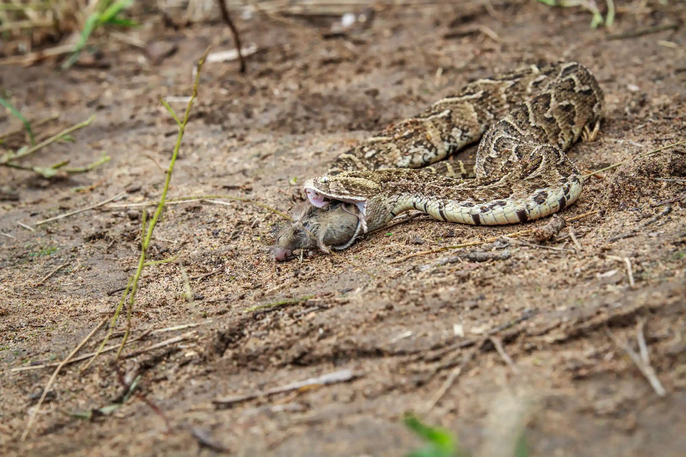 New puff adder behaviour uncovered: it uses two ways to entice its prey