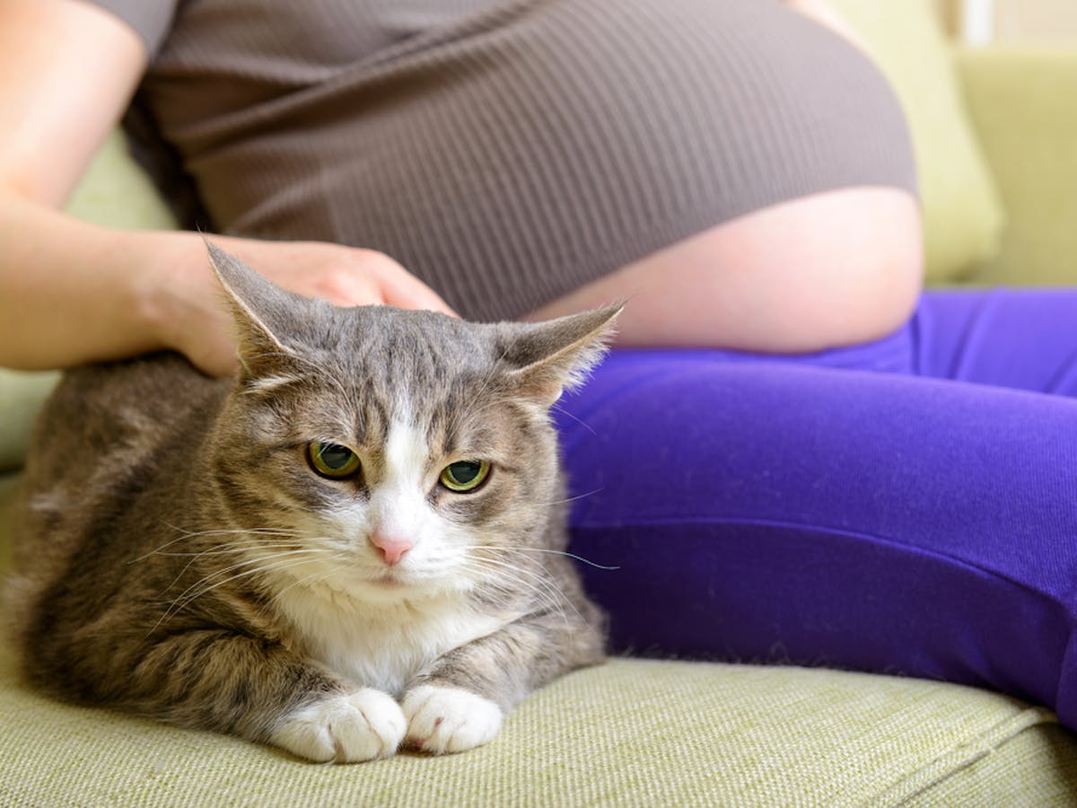 Is There Really A Link Between Owning A Cat And Mental Illness
