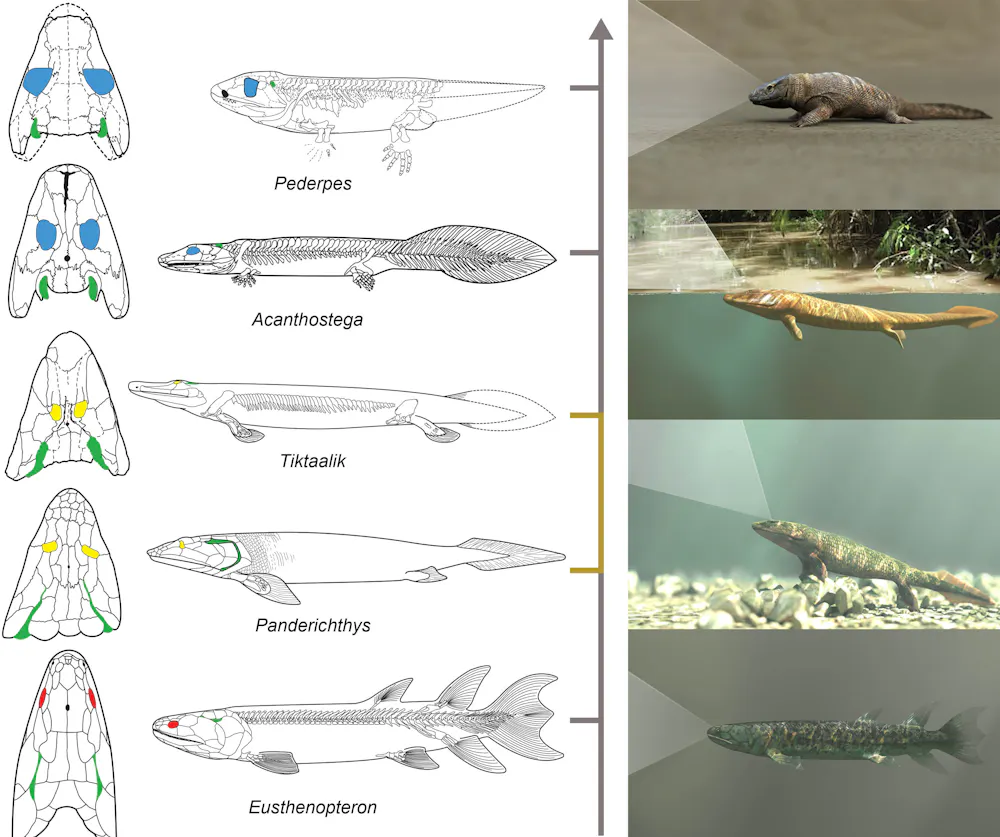 The eyes have it: how vision may have driven fishes onto land