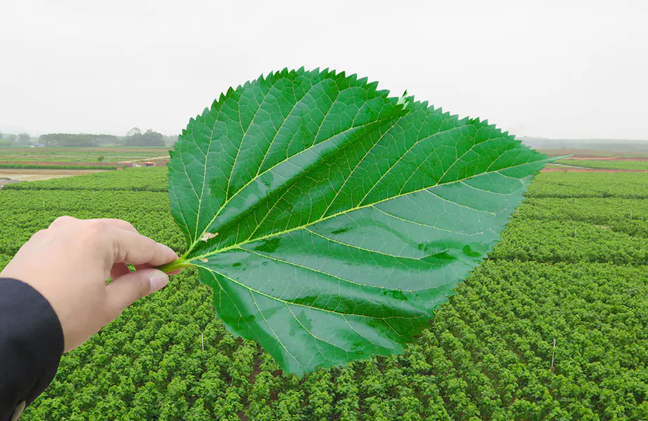 Mulberry Leaf Extract Could Reduce The Risk Of Type 2 Diabetes