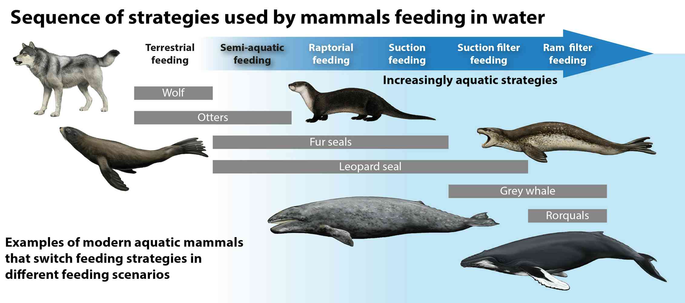 When mammals took to water they needed a few tricks to eat their