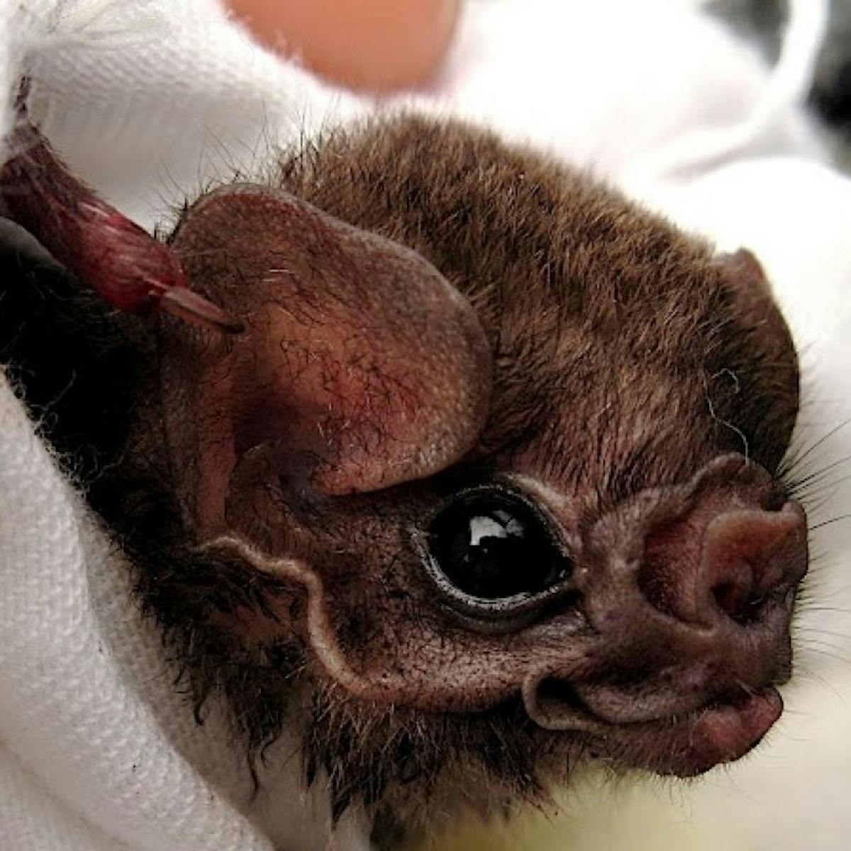 Des Chauves Souris Vampire Qui Se Nourrissent De Sang Humain Des Chauves Souris Vampire Qui Se Nourrissent De Sang Humain