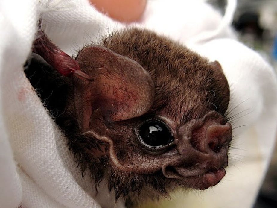 Bebe Souris Shefalitayal Bebe Souris Shefalitayal
