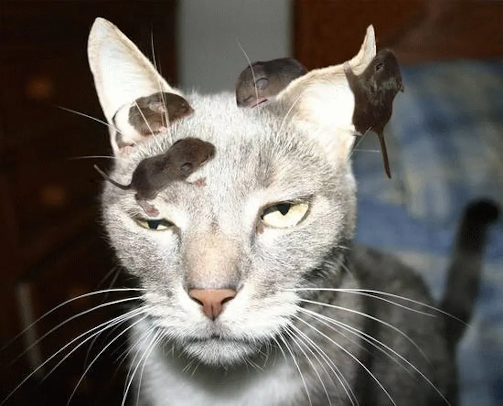 Your Cat Has Toxoplasmosis And You Re Worried Join The Club