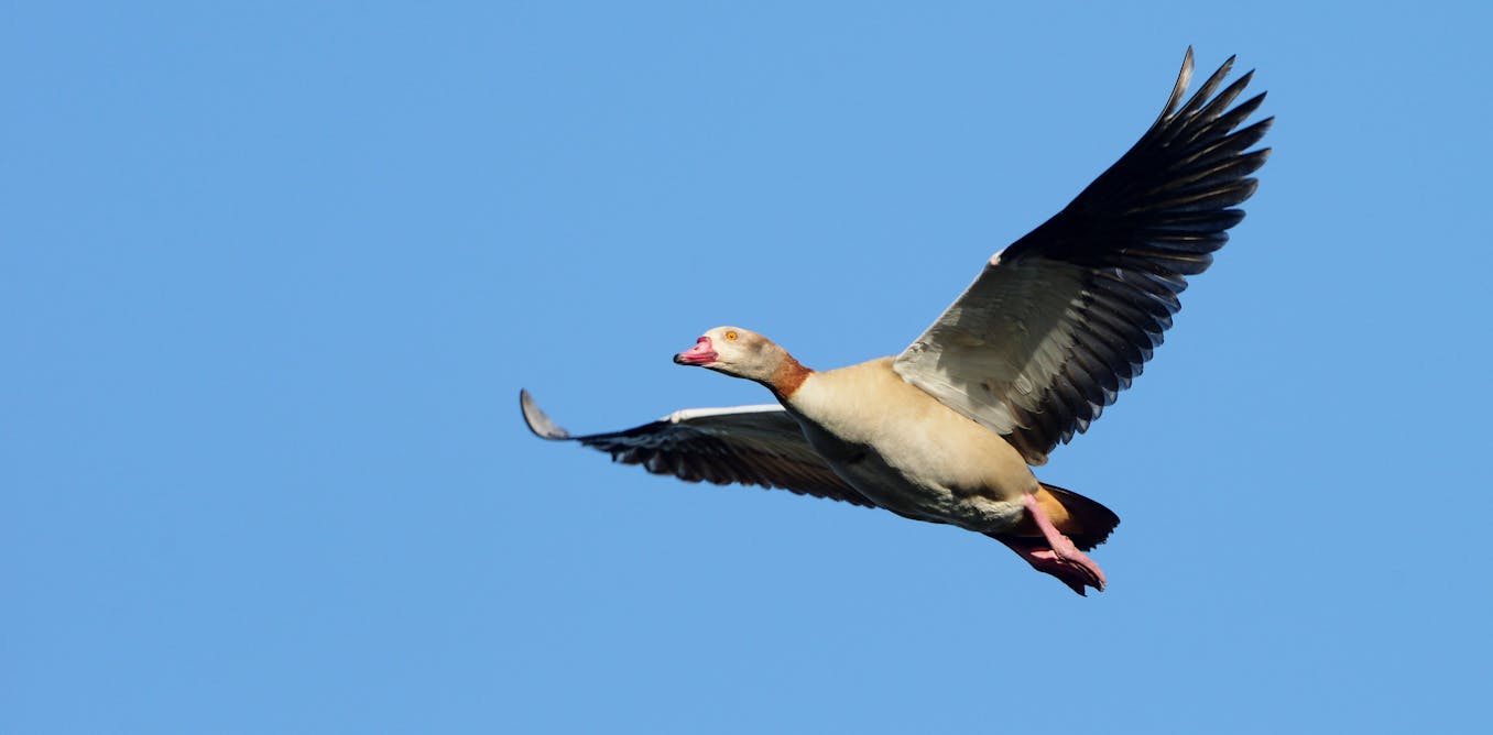 Why southern africa is a low-risk zone for the fatal bird flu