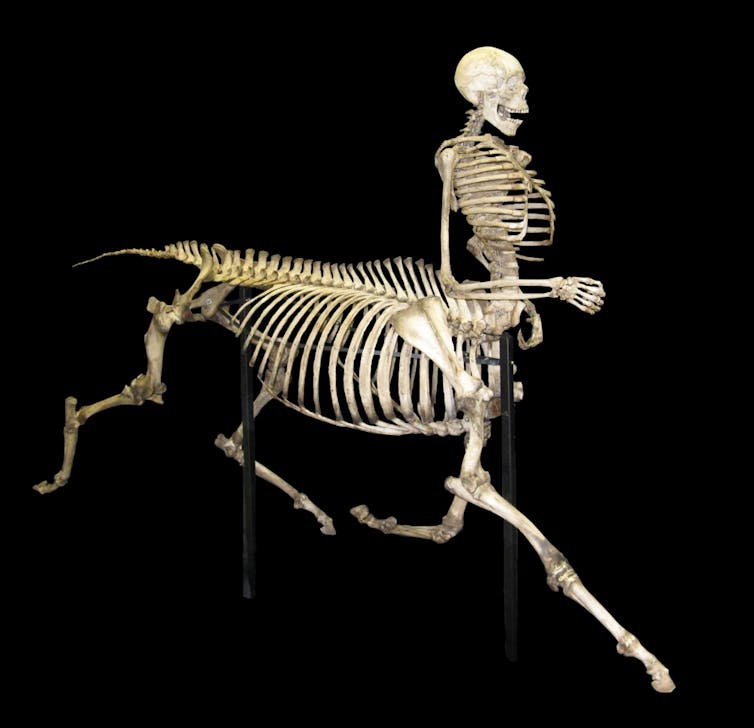 Real Domestic Dog Skeleton by Skulls Unlimited — Skulls Unlimited  International, Inc.
