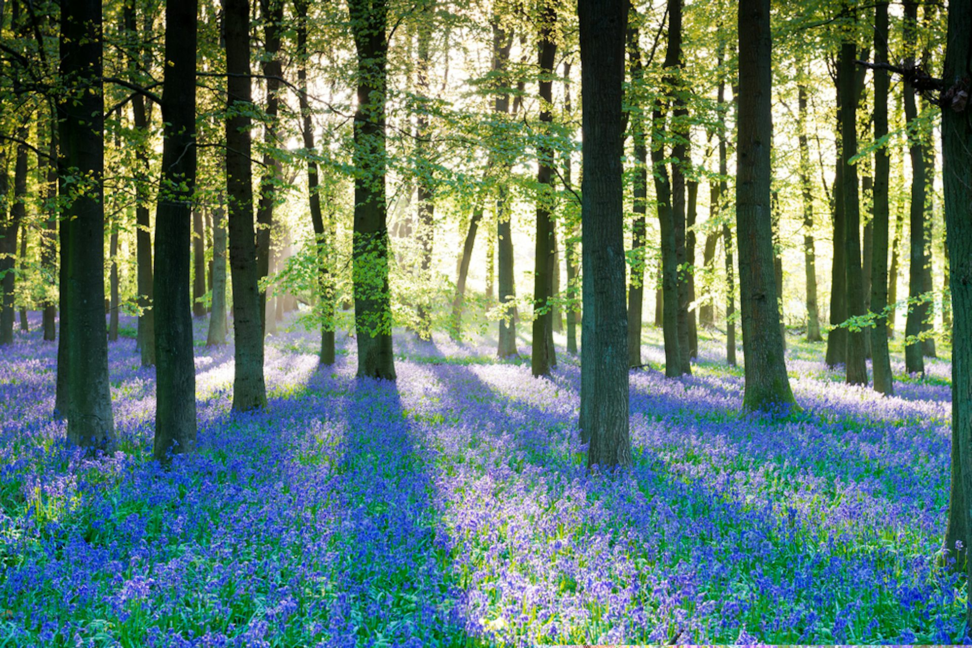Bloomageddon: seven clever ways bluebells win the woodland turf