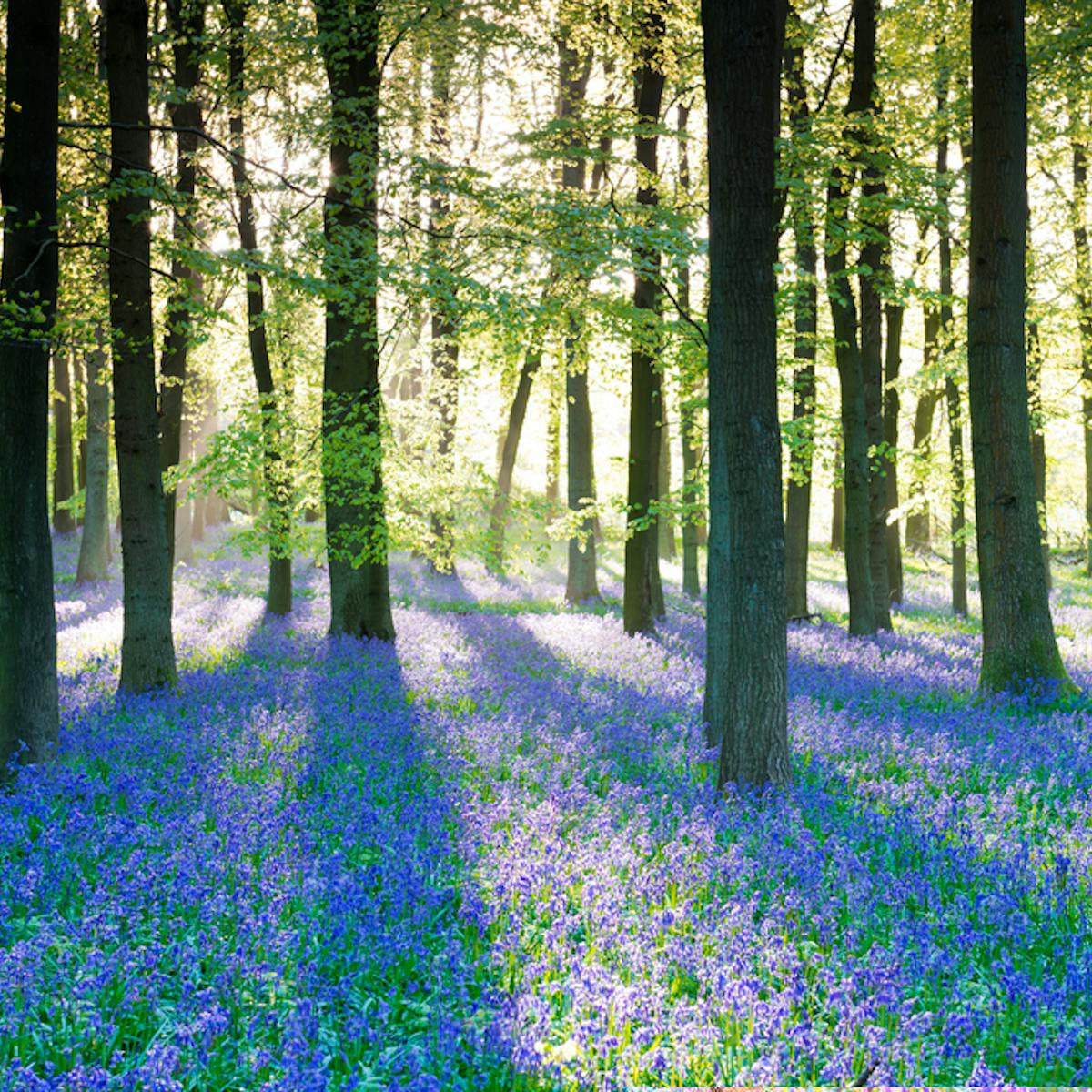 Bloomageddon Seven Clever Ways Bluebells Win The Woodland Turf War Bloomageddon Seven Clever Ways Bluebells Win The Woodland Turf War