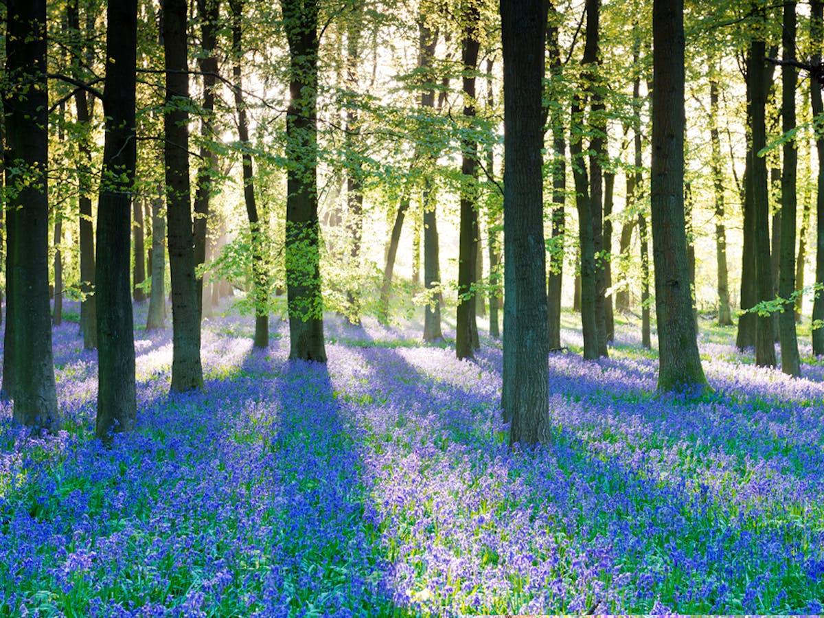 Bloomageddon: seven clever ways bluebells win the woodland turf war