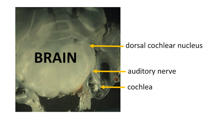 The affected area. Author provided