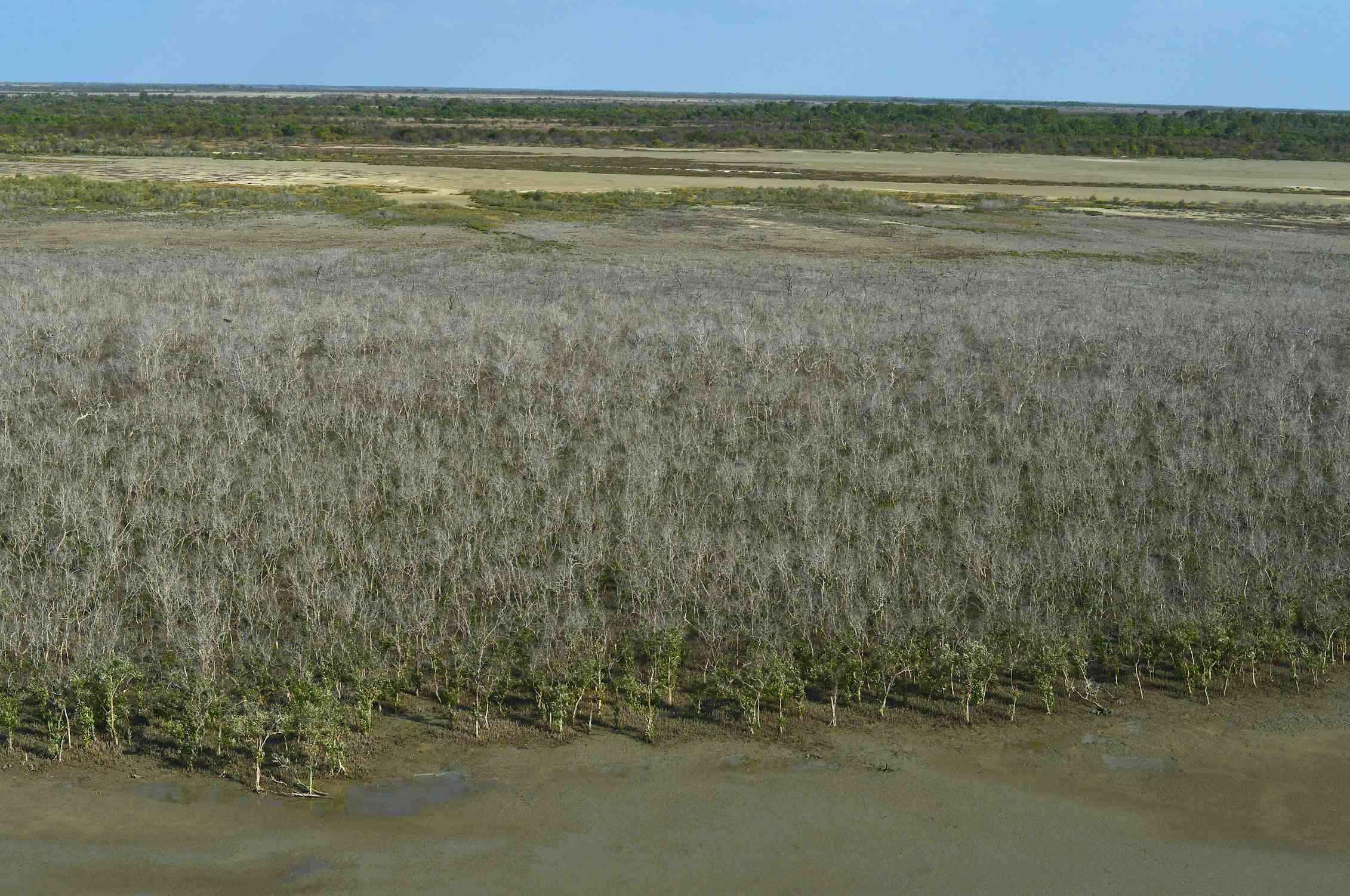 Extreme weather likely behind worst recorded mangrove dieback in ...