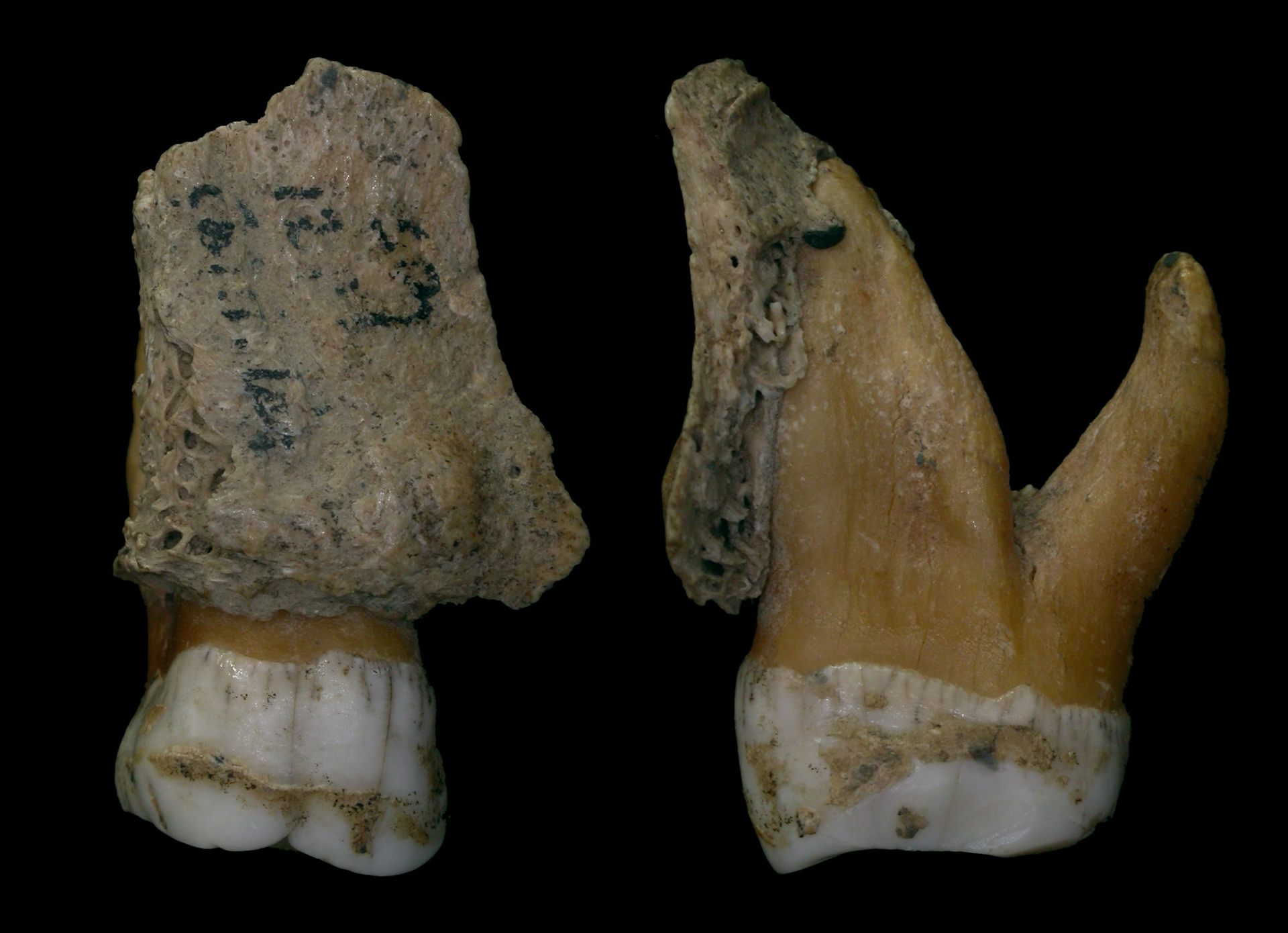 The Daily Life Of A Neanderthal Revealed From The Gunk In Their Teeth