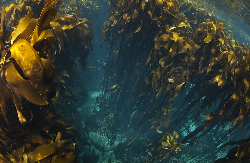 format charter of key some Kelps are Africa but in thriving, southern