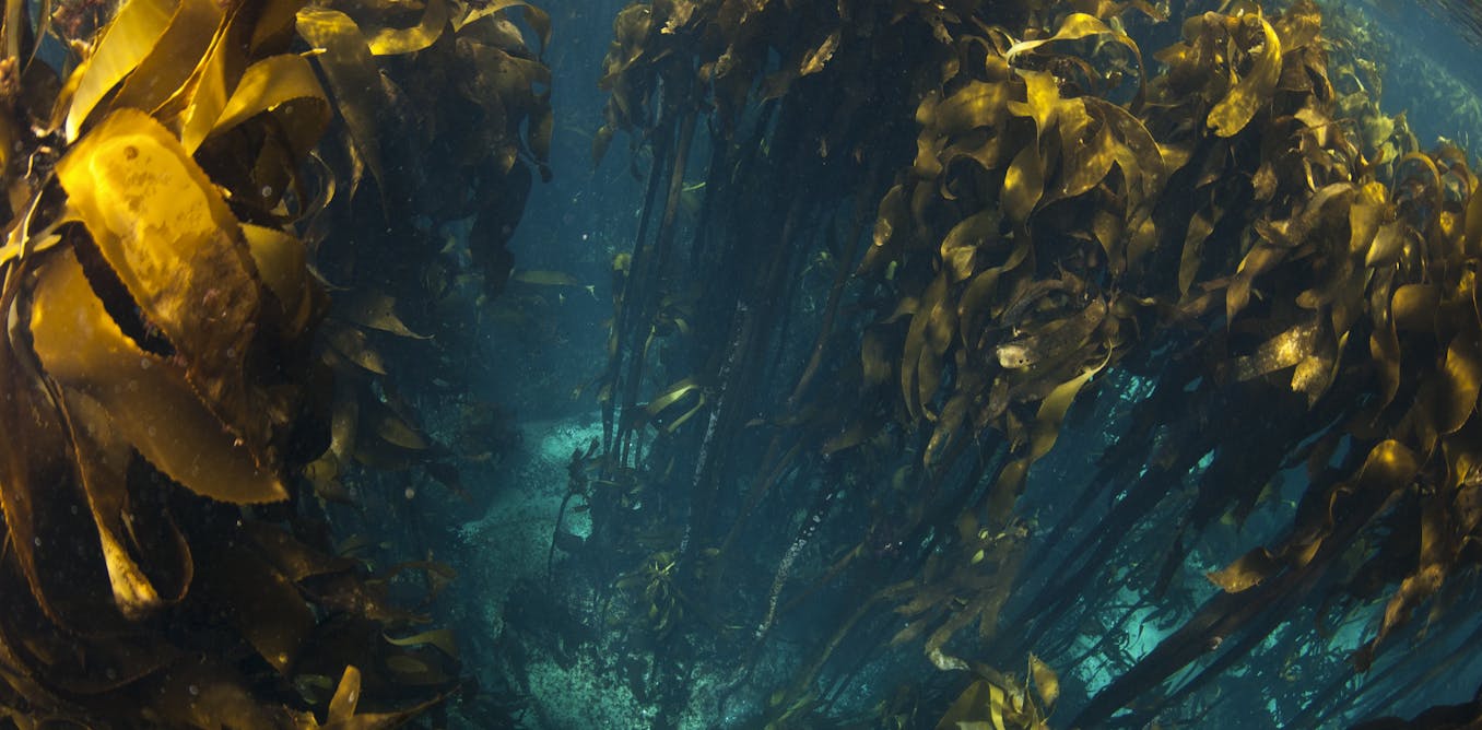 format charter of key some Kelps are Africa but in thriving, southern format charter of key some Kelps are Africa but in thriving, southern