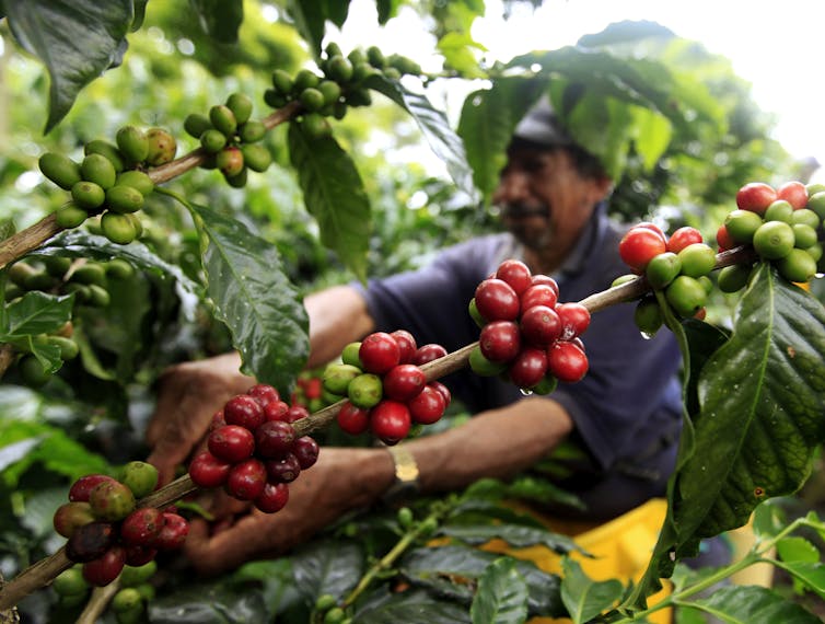 En Colombia, la coca triunfará sobre el café (o la miel) por una simple razón comercial