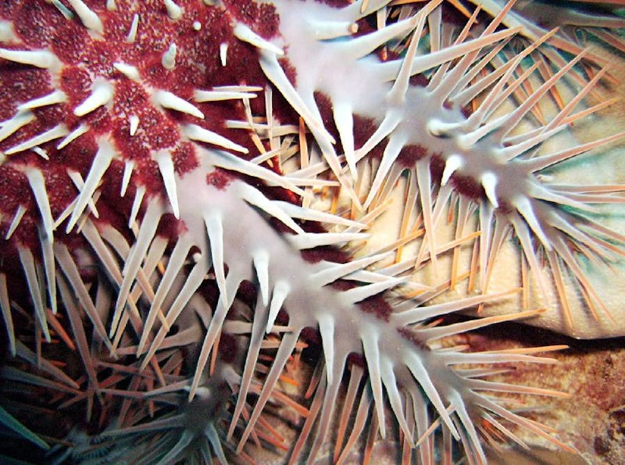 Crown of Thorns is a symptom of reef decline: let's address the cause