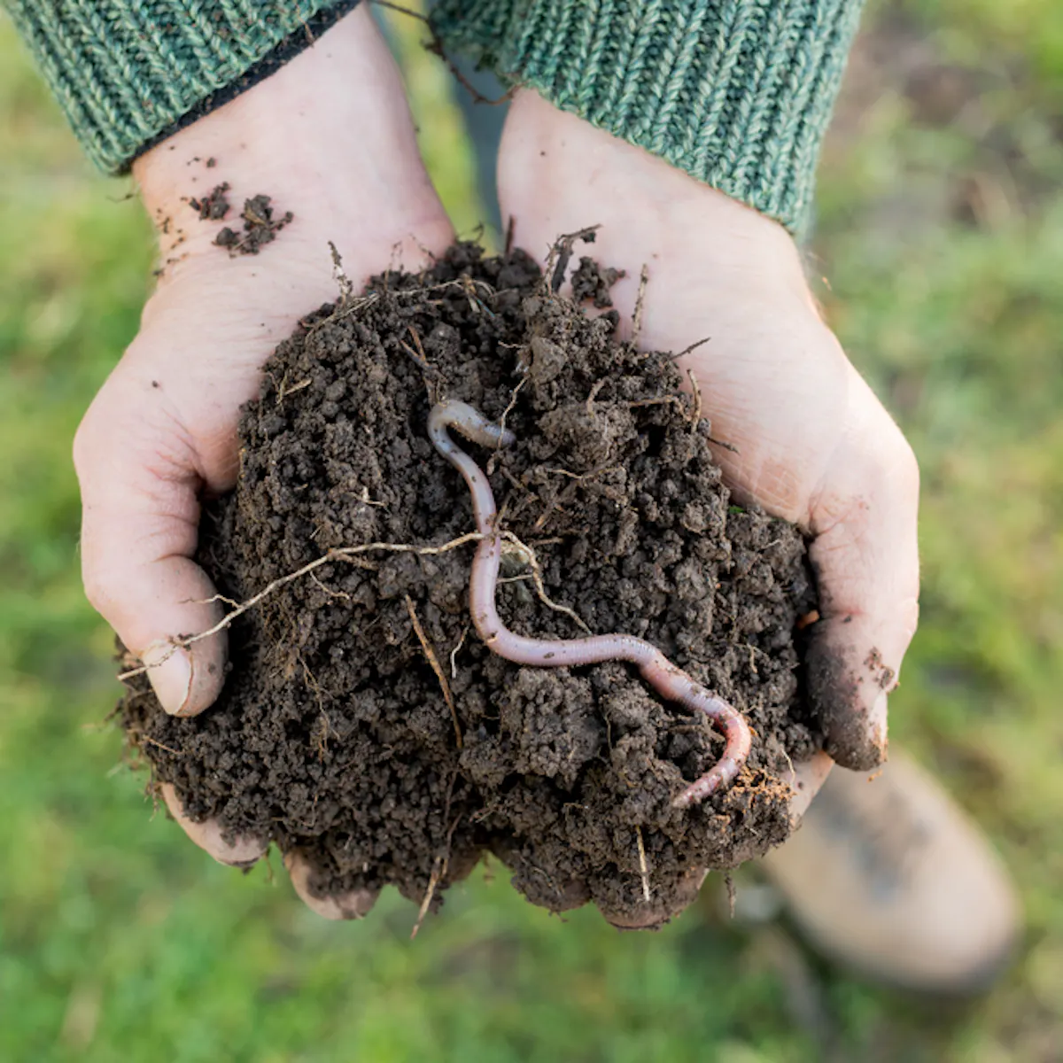 Are Earthworms Good For Your Garden Why Are Earthworms Good For The Soil Quora Check Are Earthworms Good For Your Garden Why Are Earthworms Good For The Soil Quora Check