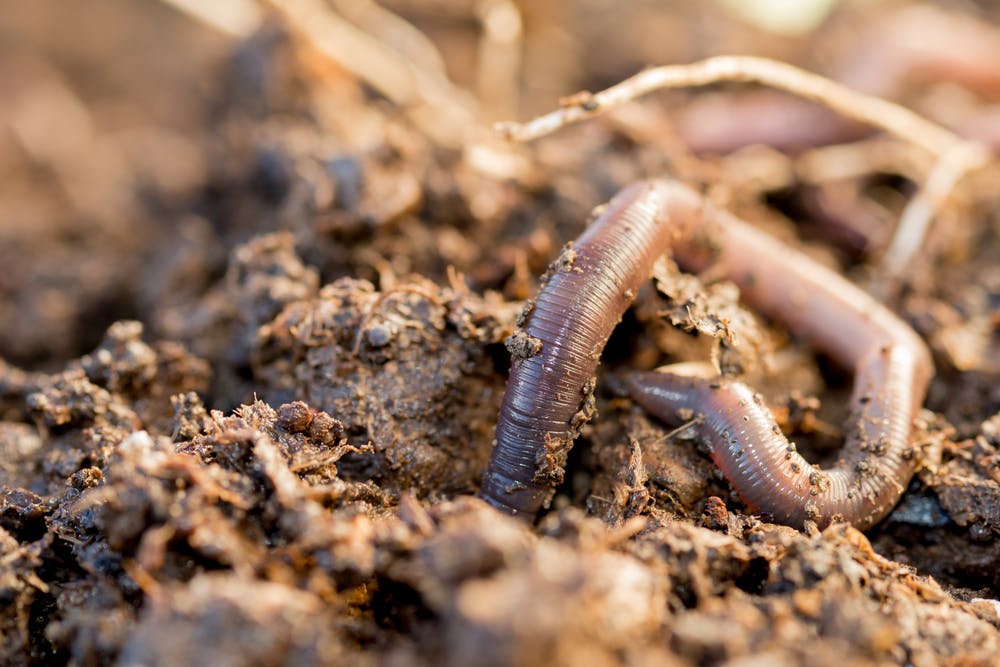 Earthworm diversity  Earthworm Society of Britain