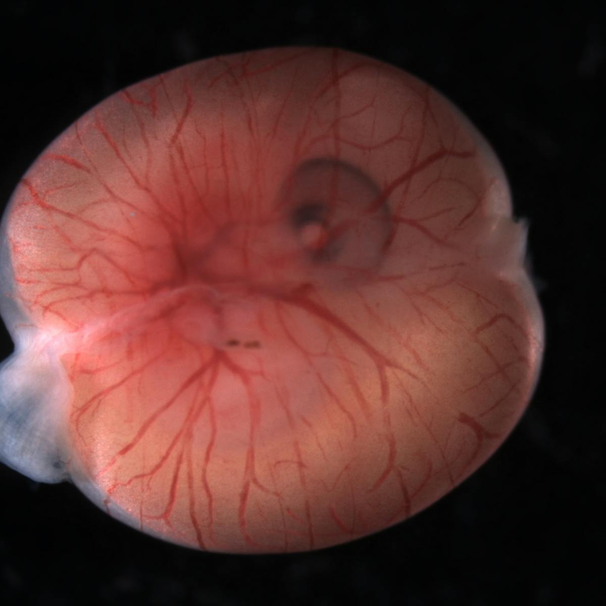 Using the placenta to understand how complex organs evolve Using the placenta to understand how complex organs evolve