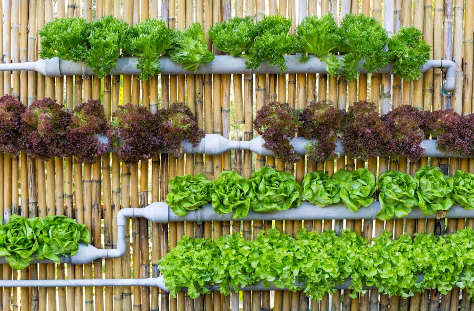 Africa needs its own version of the vertical farm to feed ...