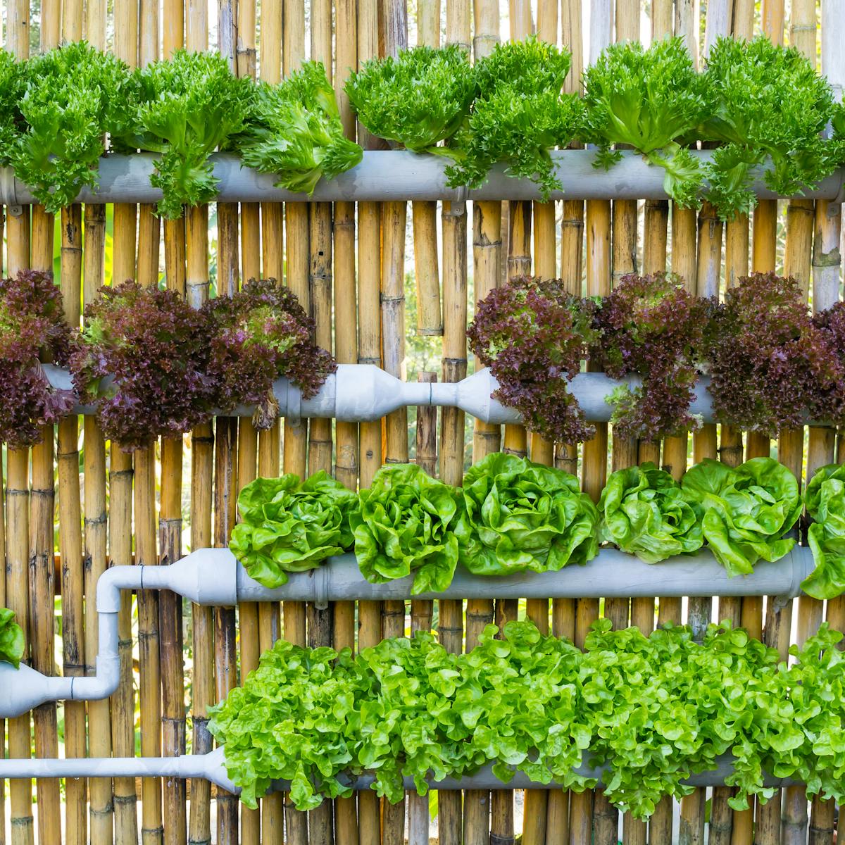 Africa Needs Its Own Version Of The Vertical Farm To Feed Growing