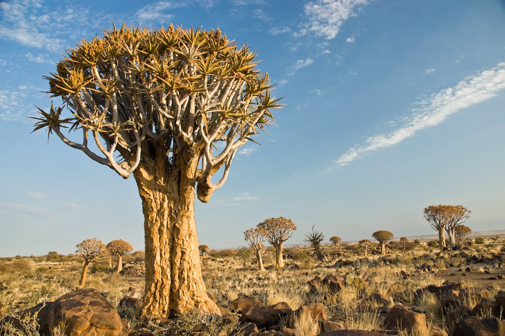 Намибия пустыня Колчанное дерево