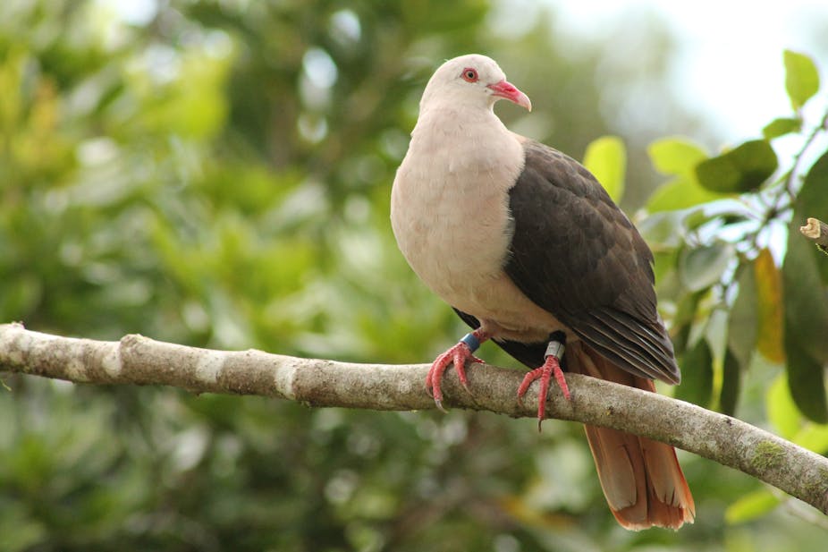 How a genetic rescue mission could save the pink pigeon in Mauritius