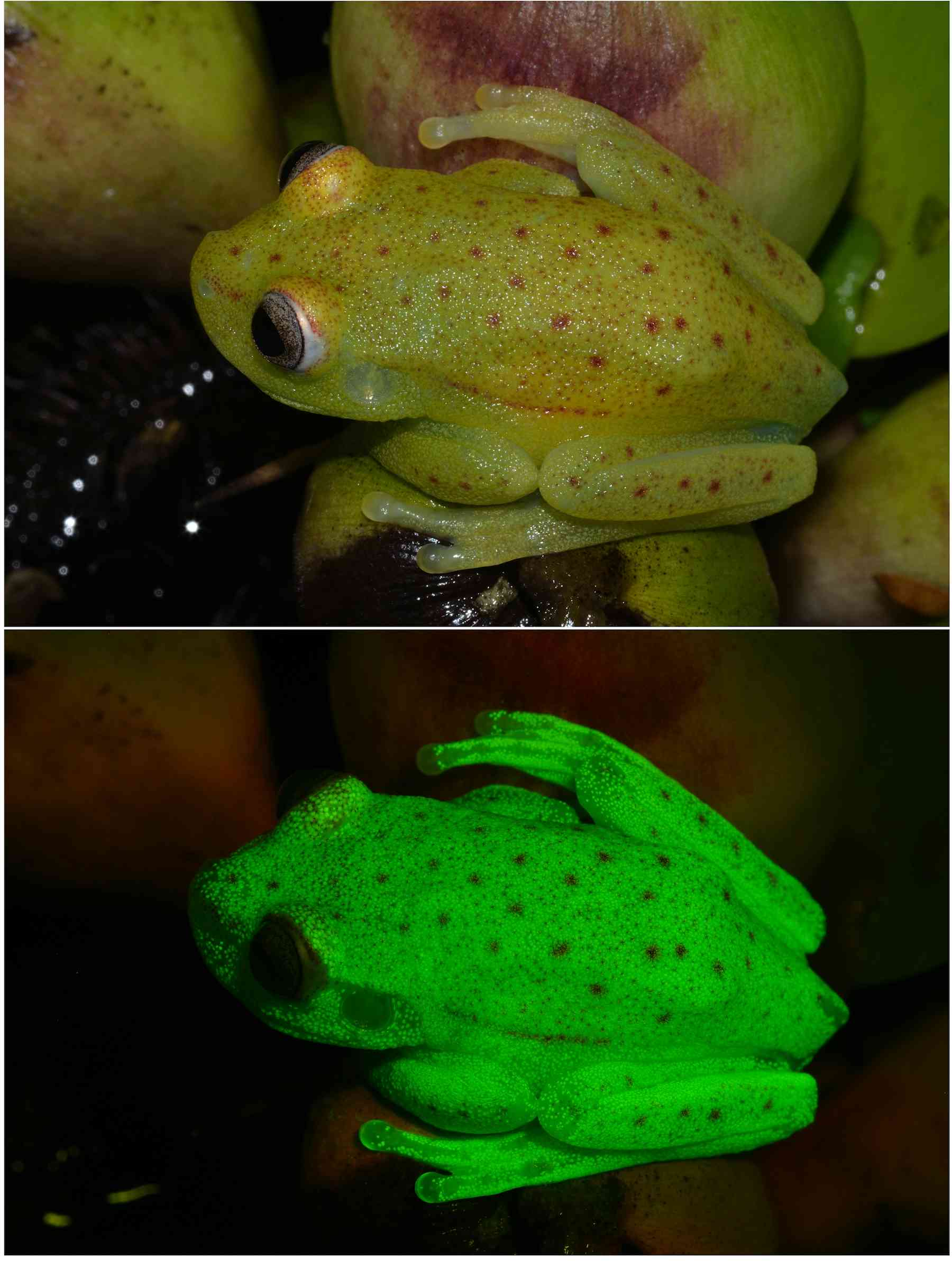 The world's first glow-in-the-dark frog found in Argentina